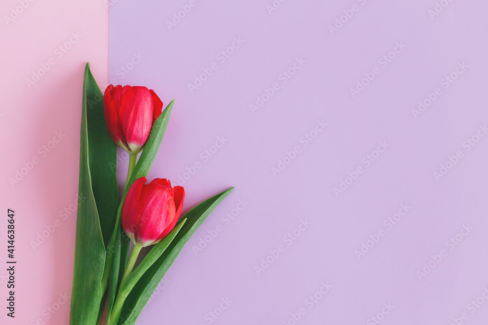 Fototapeta premium Tender pink tulips on pastel pink and violet background. Greeting card for Women's day. Flat lay. Place for text.