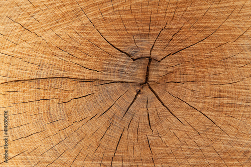 Close-up of the wood cut texture. Background image
