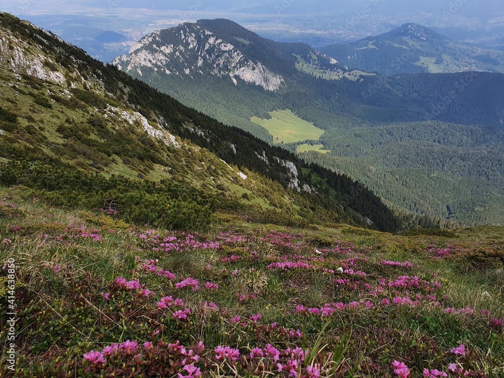 Obraz premium Meadow with flowers in the mountains