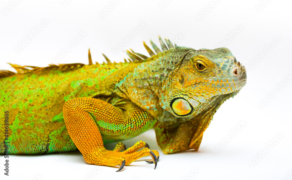 Fototapeta premium Iguana isolated on a white background. Multicolor beautiful chameleon reptile with bright vibrant skin. The concept of camouflage and bright skin. Exotic tropical animal.