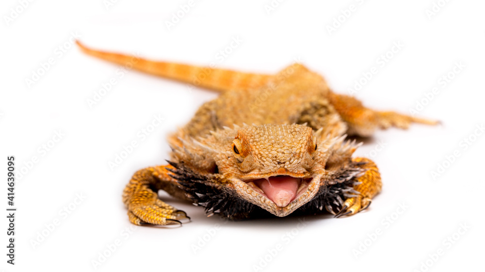 Bearded agama lizard on a white background is insulated. Endemic Australia reptile yellow with spikes. Exotic tropical animal. Bearded agama lizard on a white background is insulated. Endemic Australia reptile yellow with spikes. Exotic tropical animal.