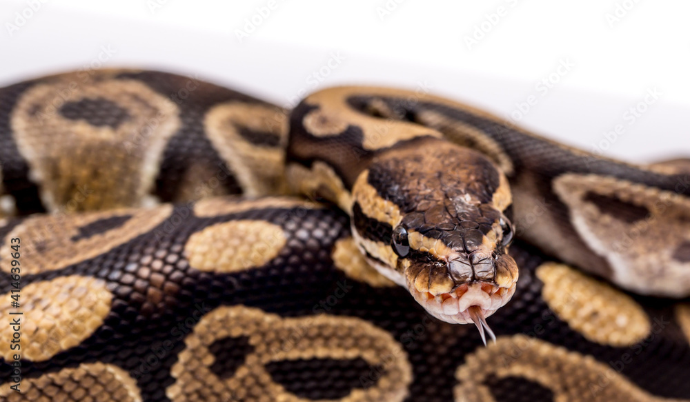 Snake boa constrictor close-up on a white background. Snake skin. Reptile Snake boa constrictor close-up on a white background. Snake skin. Reptile