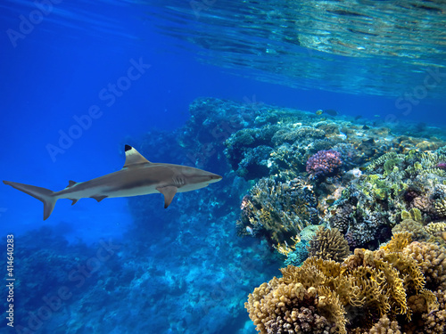 Colorful marine life underwater in the sea, tropical fish with coral and sponge in a reef