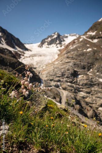 Glacier on a mountain summit in Austria in the sun. Flowers in focus. photo