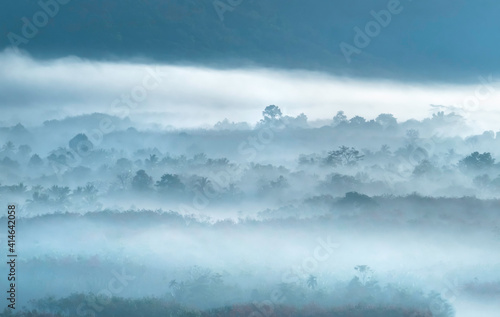 Nature landscape fog mist in forest. panorama picture
