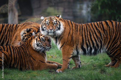 Tiger family in the rain