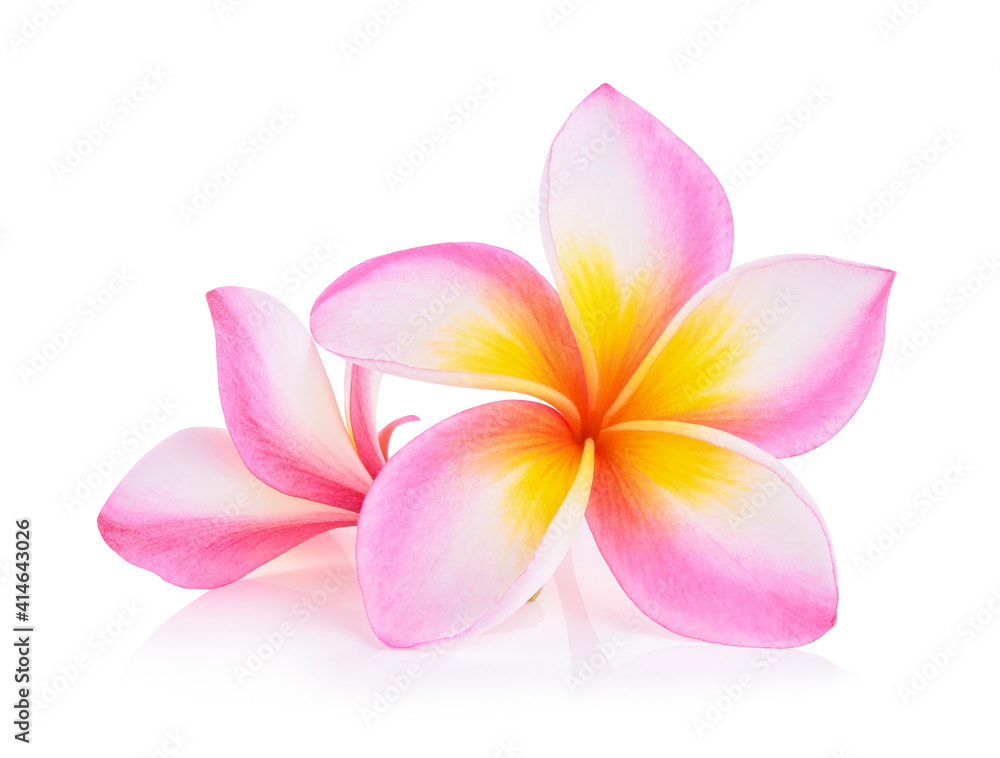 frangipani flower isolated on white background