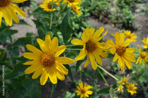 Vibrant yellow flowers of Heliopsis helianthoides in July