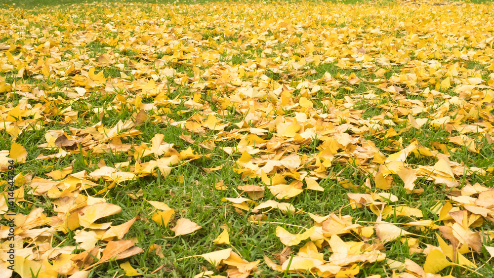 Obraz premium yellow field