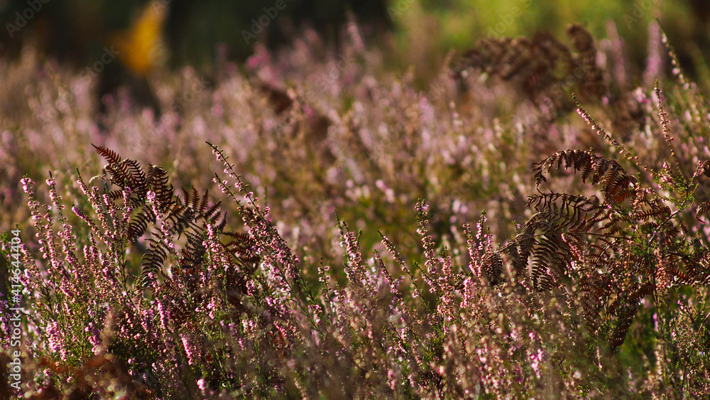 Flore de la forêt des Landes de Gascogne, abondant notamment de fleurs de bruyère et de fougères sauvages Flore de la forêt des Landes de Gascogne, abondant notamment de fleurs de bruyère et de fougères sauvages