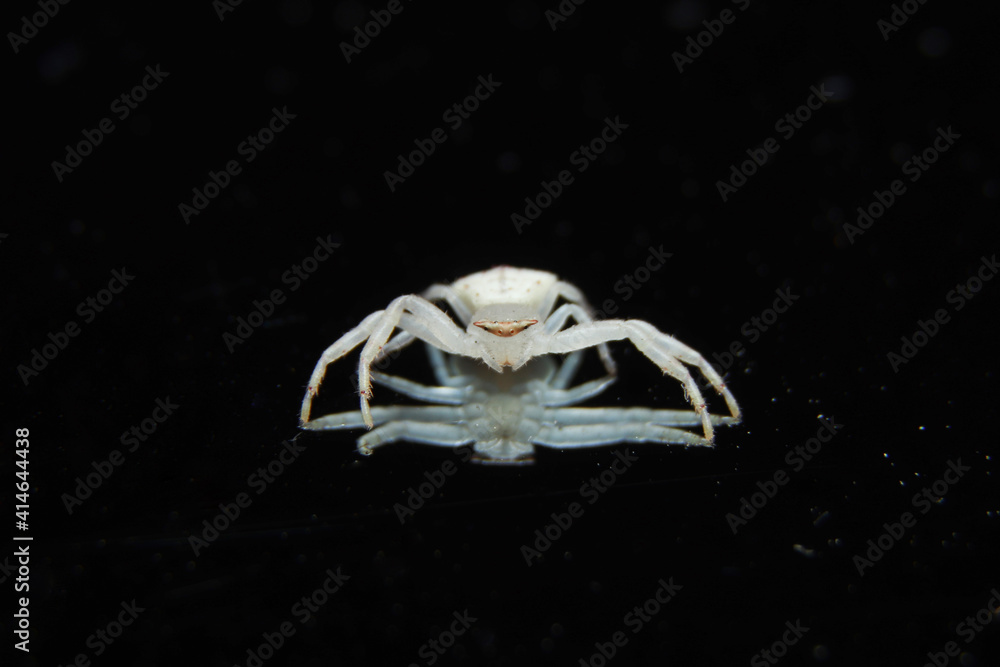 Fototapeta premium beautiful white Crab Spider