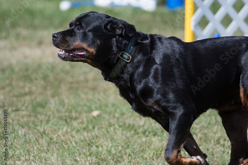 Rottweiler during agility  © Kyle