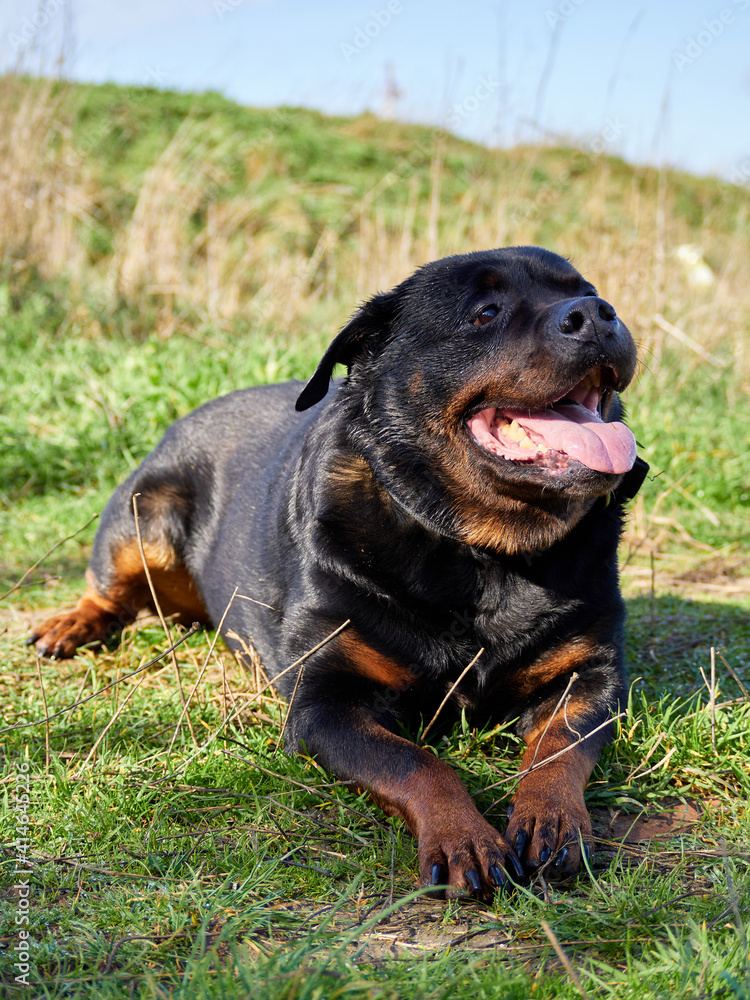 Portrait of a female Rottwailer, lying on the grass in spring. Happy after bathing
