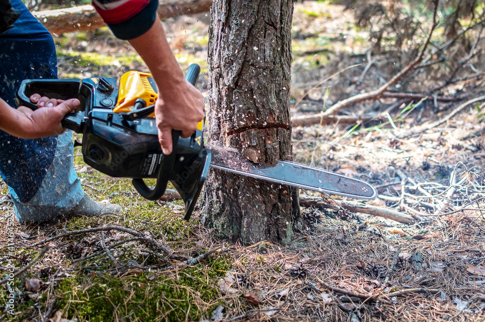 Obraz premium Sawing a young pine tree with a chainsaw. Tree bark incision. Close up of logging, cutting young trees