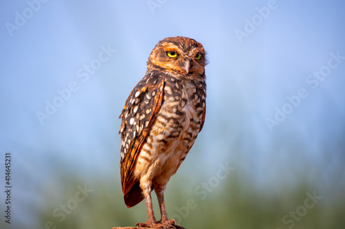 Owl perched on a wooden log looking forward