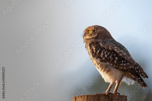 Owl perched on a wooden log looking towards the horizon

