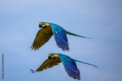 Two blue macaws flying side by side

