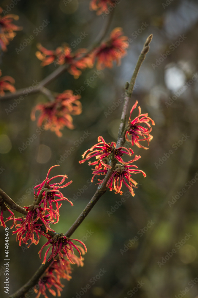 Close up of orange hamamelis flowers in winter Close up of orange hamamelis flowers in winter