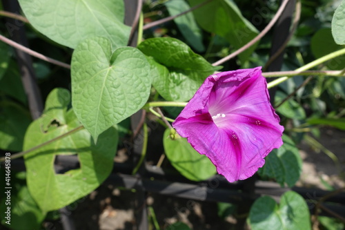 Vibrant pink flower of morning glory in July