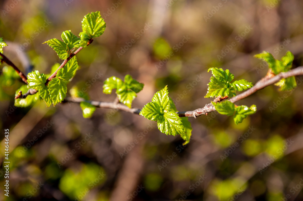 Branch of tree with light green little leaves on the tender blurred background. Bottom view. Season early spring Branch of tree with light green little leaves on the tender blurred background. Bottom view. Season early spring
