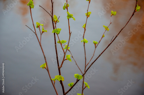 Branch of tree with light green little leaves on the tender blurred background. Bottom view. Season early spring photo