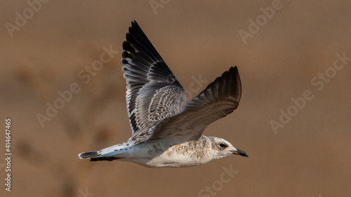 A Caspian Gull Larus cachinnans in flight © Tatiana