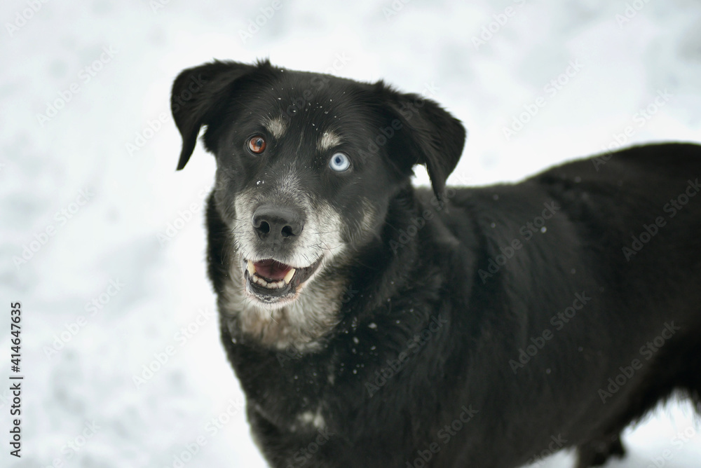 Portrait of cute funny black labrador dog in white fresh snow on frosty winter day. Portrait of cute funny black labrador dog in white fresh snow on frosty winter day.