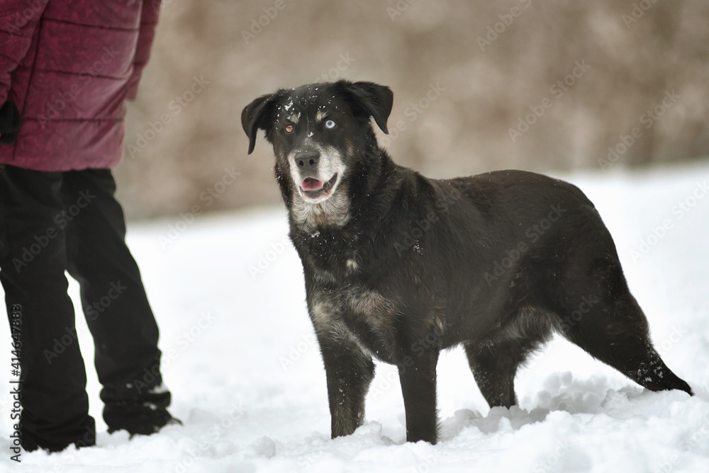 Portrait of cute funny black labrador dog in white fresh snow on frosty winter day. Portrait of cute funny black labrador dog in white fresh snow on frosty winter day.