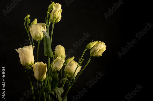 Creamy eustomas. Delicate flower arrangement on a black background. Low key photography. Copy space. Blur and selective focus © Yevhenii Khil