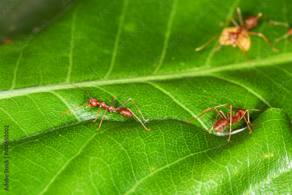 close up red ant on fresh leaf in nature close up red ant on fresh leaf in nature