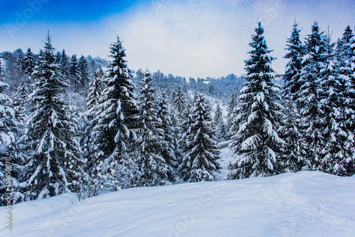 Snow covered pine trees at the mountains