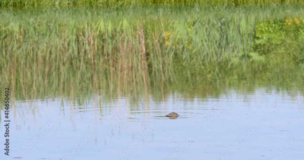 The European pond turtle swimming on the pond, Crna Mlaka, Croatia The European pond turtle swimming on the pond, Crna Mlaka, Croatia