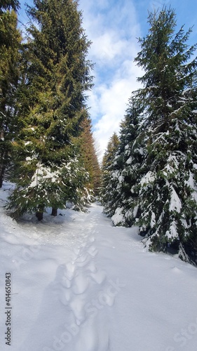 winter in the forest