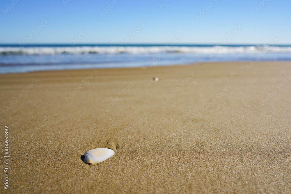 Seashell on beach sand. Sunny day. Tropical Beach. Shallow depth of field. Seashell on beach sand. Sunny day. Tropical Beach. Shallow depth of field.