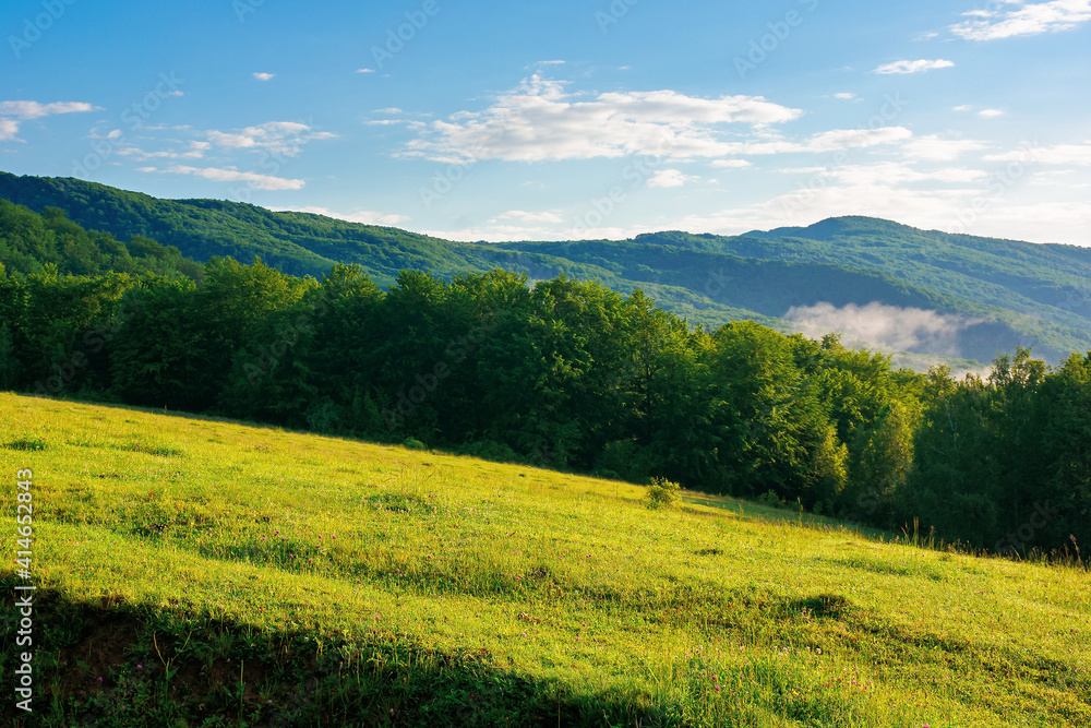 mountain meadow in morning light. countryside springtime landscape with valley in fog behind the forest on the grassy hill. fluffy clouds on a bright blue sky. nature freshness concept