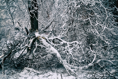 Trees fall in residential areas during high winds and blizzards.