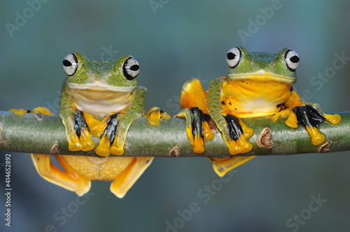 Frog, Tree Frog, Flying Frog,  © andri_priyadi