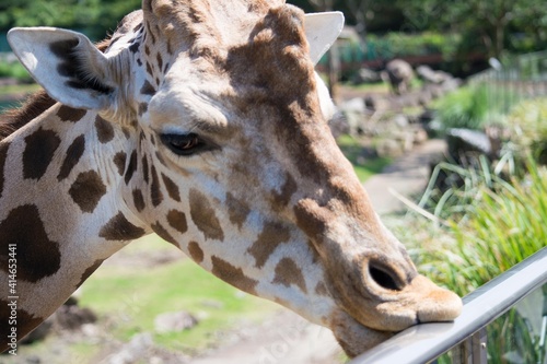 Photography A close-up of a giraffe in the zoo wanting food
