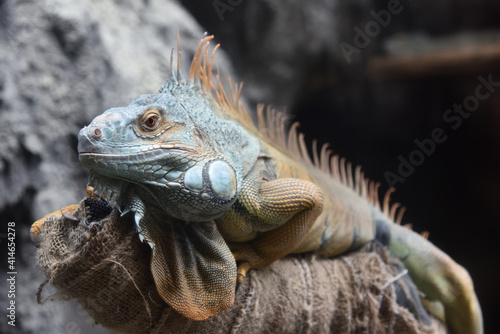 Close-up of a Green iguana 