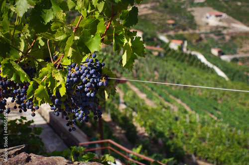 The grapes of  Way of St James photo