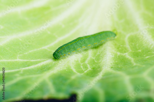 Green Caterpillar Crawling on a Cabbage Leaf