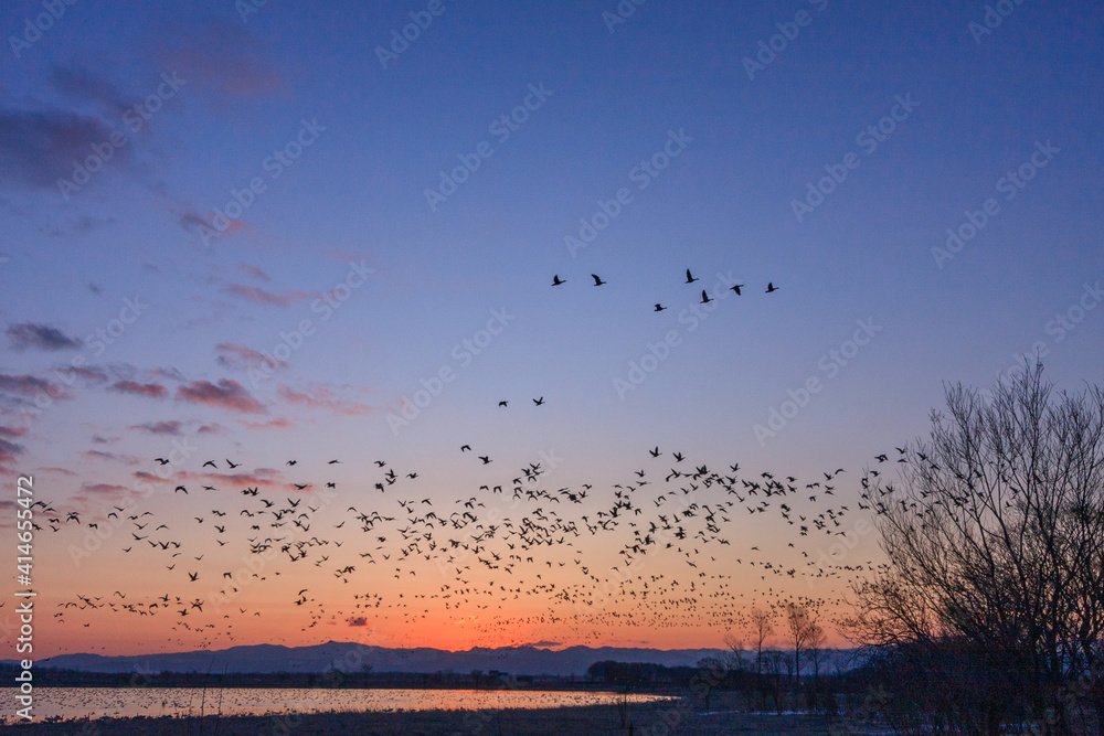 Obraz premium 宮島沼 マガンのねぐら立ち