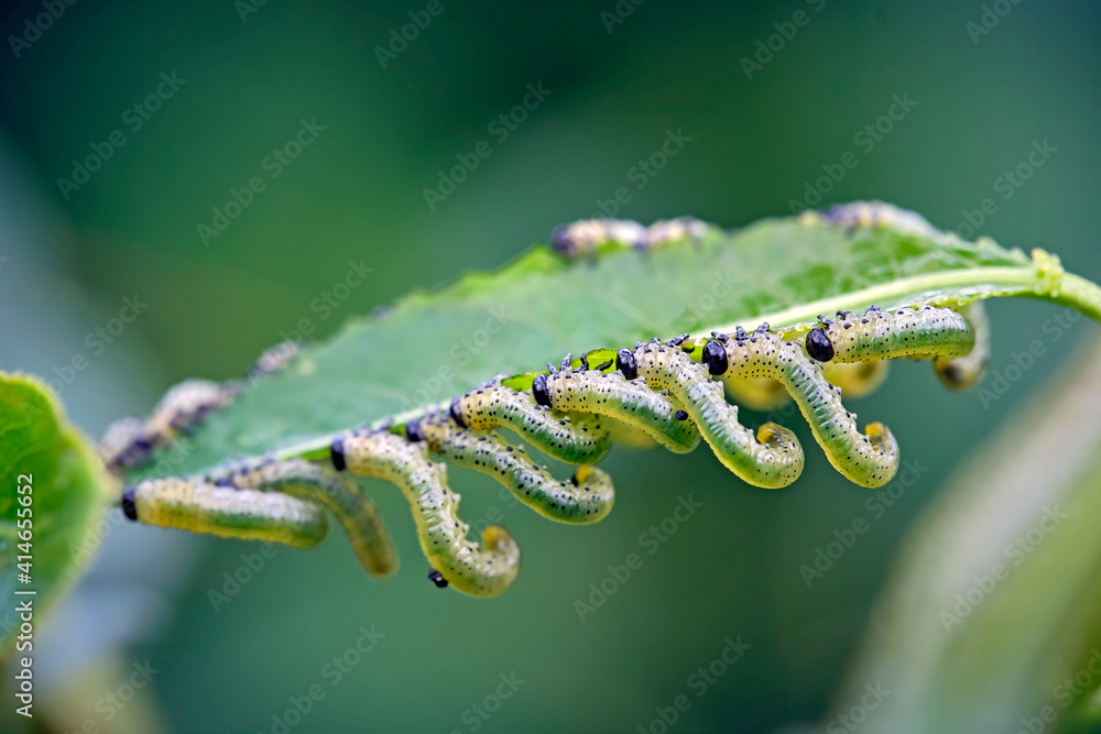 Larven von Blattwespen ( Tenthredinidae ). Larven von Blattwespen ( Tenthredinidae ).