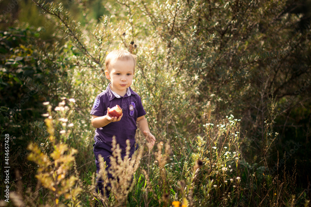a small child in summer clothes walks in a field with an apple in his hand, which he eats
a small child in summer clothes walks in a field with an apple in his hand, which he eats