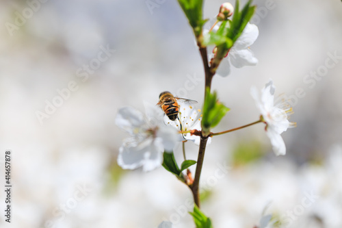 Blossoming branch with flowers of cherry plum