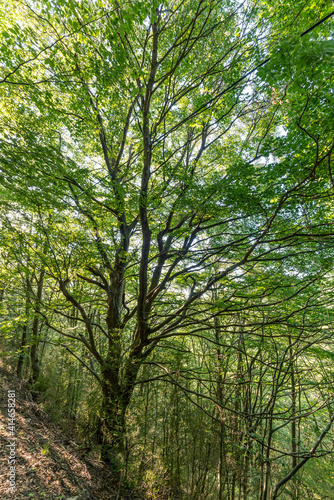 Very green beech tree forest  Fagus Sylvatica . Parc Natural del Montseny  Catalonia  Spain.