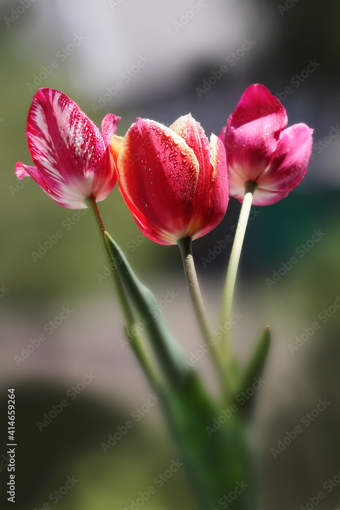 Bouquet of three tulips in dew,, spring festive background Bouquet of three tulips in dew,, spring festive background