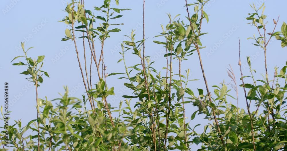 Great reed warbler singing in reeds Great reed warbler singing in reeds