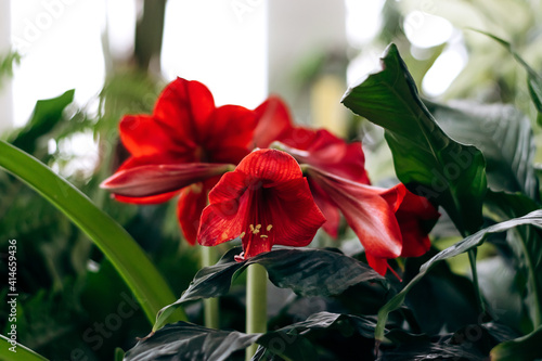 Red flowers of amaryllis.Home gardening.Houseplants and urban jungle concept.Biophilic design.Selective focus with shallow depth of field.