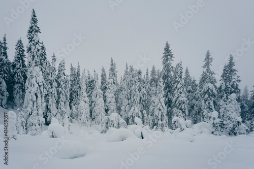 winter forest in the hills © Øyvind